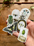 Entomology Vinyl Sticker Set