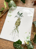 Mandrake Vinyl Sticker