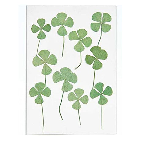 Pressed Flower & Plant Set 4-Leaf Clover