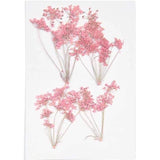 Pressed Flower & Plant Set Ammi Branch Pink