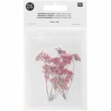 Pressed Flower & Plant Set Ammi Branch Pink