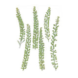 Pressed Flower & Plant Set Cress