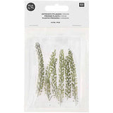 Pressed Flower & Plant Set Cress