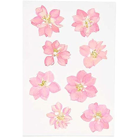 Pressed Flower & Plant Set Delphinium Pink