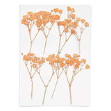 Pressed Flower & Plant Set Gypsophilia Peach