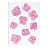 Pressed Flower & Plant Set Hydrangea Pink