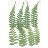 Pressed Flower & Plant Set Small Fern