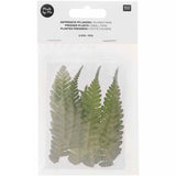 Pressed Flower & Plant Set Small Fern