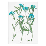 Pressed Flower & Plant Set Sweet Alyssum Blue