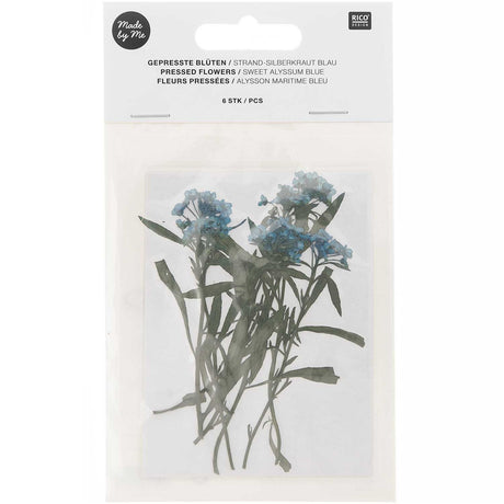 Pressed Flower & Plant Set Sweet Alyssum Blue