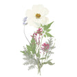 Pressed Flower & Plant Set White Violet Mix