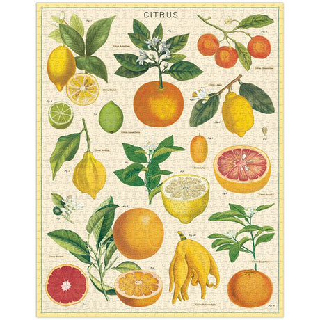 Citrus 1000 Piece Puzzle Cavallini & Co