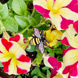 Cute Little Bee Enamel Pin