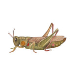 Grasshopper Sticker