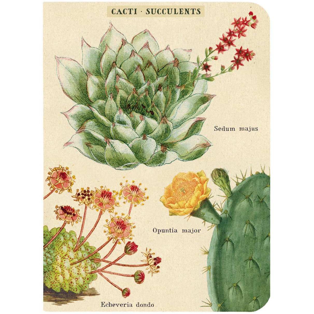 Cavallini & Co. Mini Notebook Sets Succulents 3/Pkg